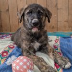 Benedict6